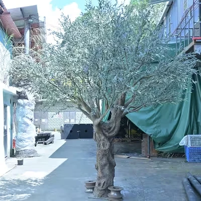 Sahte Zeytin Ağacı