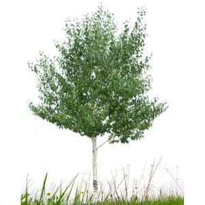Yapay Cottonwood Ağacı