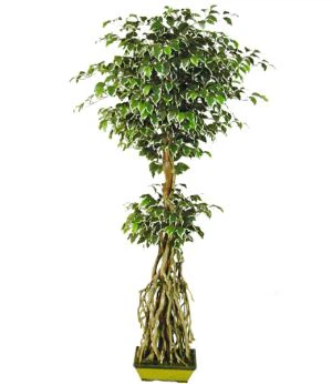 Yapay Ficus Hawaii Ağacı